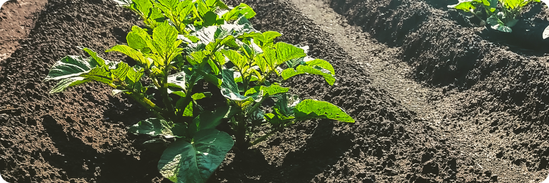 地元の恵みと環境への配慮